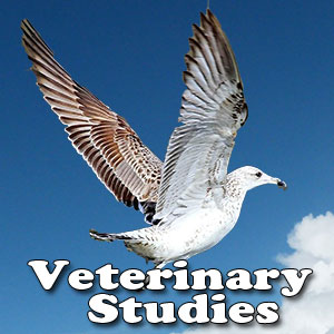 Veterinary Studies in India